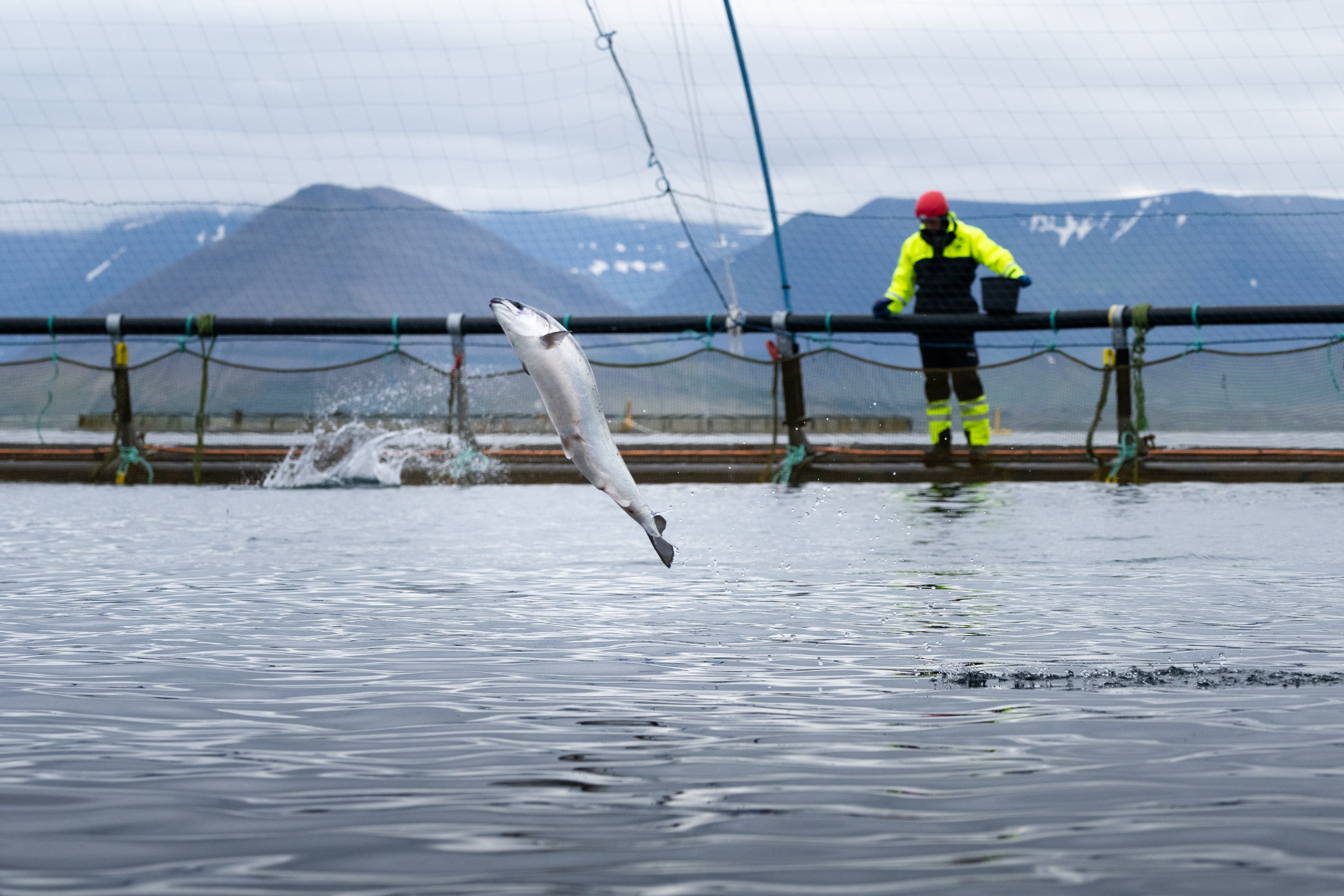 Fiskeldi: Metár í vændum
