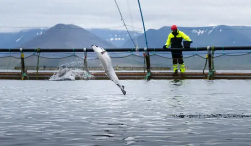 Fiskeldi: Metár í vændum