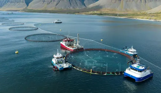 Fiskeldi: Stefnir í yfir 50 milljarða króna metár